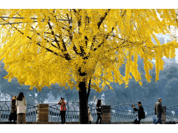 邁世視野：成都環(huán)衛(wèi)工拋銀杏葉視頻意外走紅，快樂原來(lái)如此簡(jiǎn)單